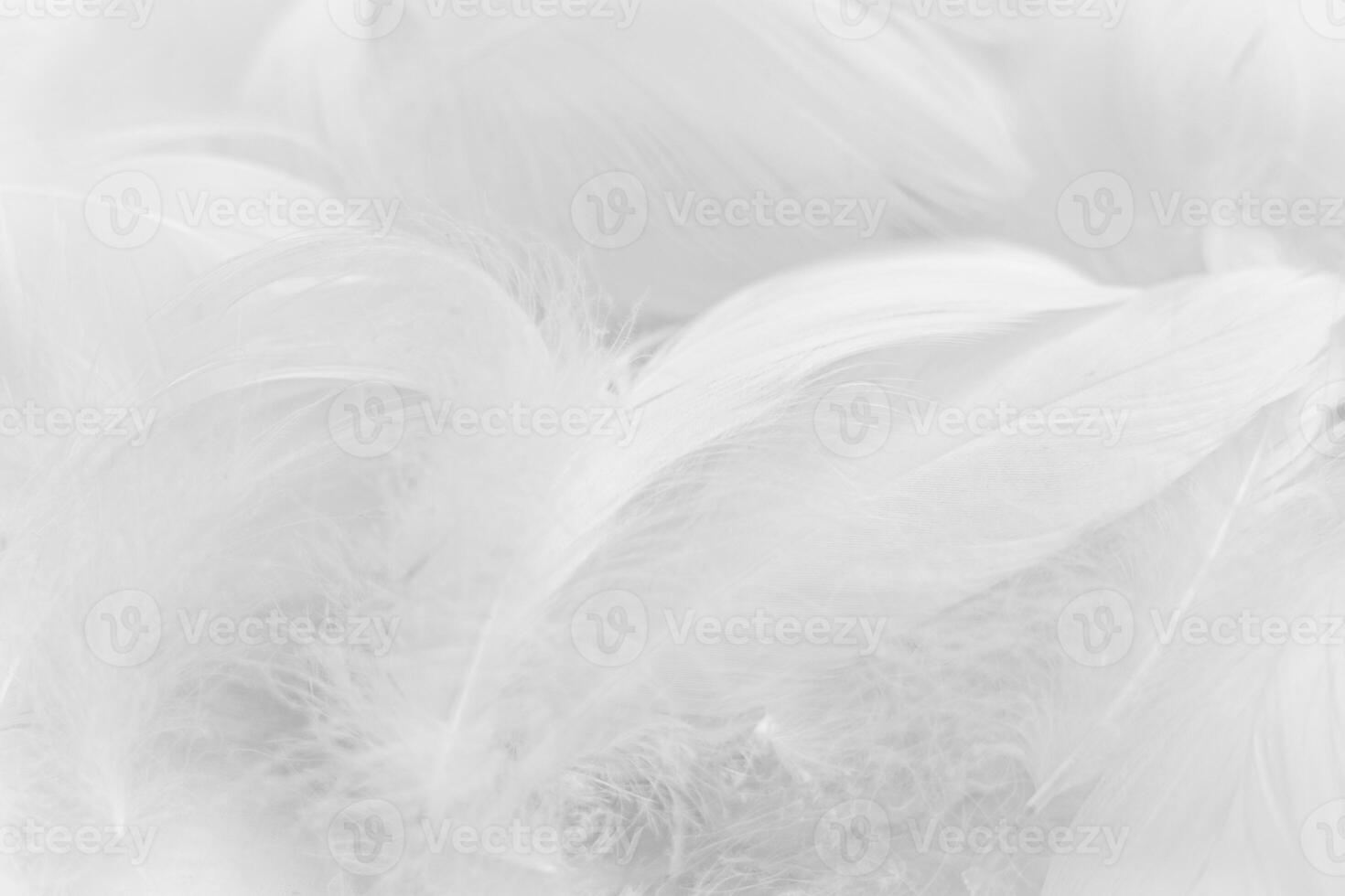 A close-up of soft, white feathers arranged in a delicate pattern. The texture is fluffy and light, creating a serene and calming atmosphere photo