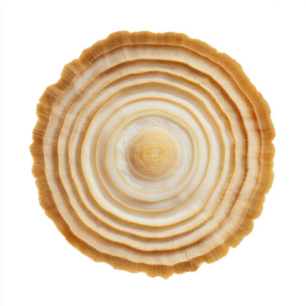 Overhead view of a circular, textured object with layered rings and a rough edge, isolated on white background photo