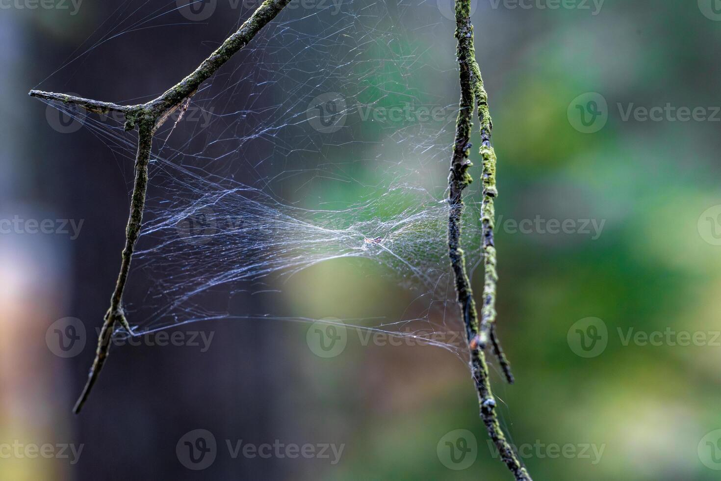 Delicate spiderweb stretched between lichen branches with soft forest bokeh background photo
