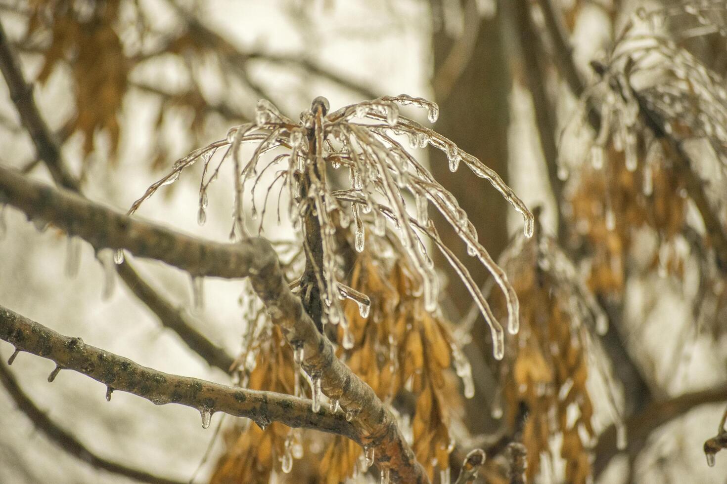 Frozen tree branches covered with ice after winter frost. Close-up of icicles and twigs in cold weather, creating a natural abstract pattern photo