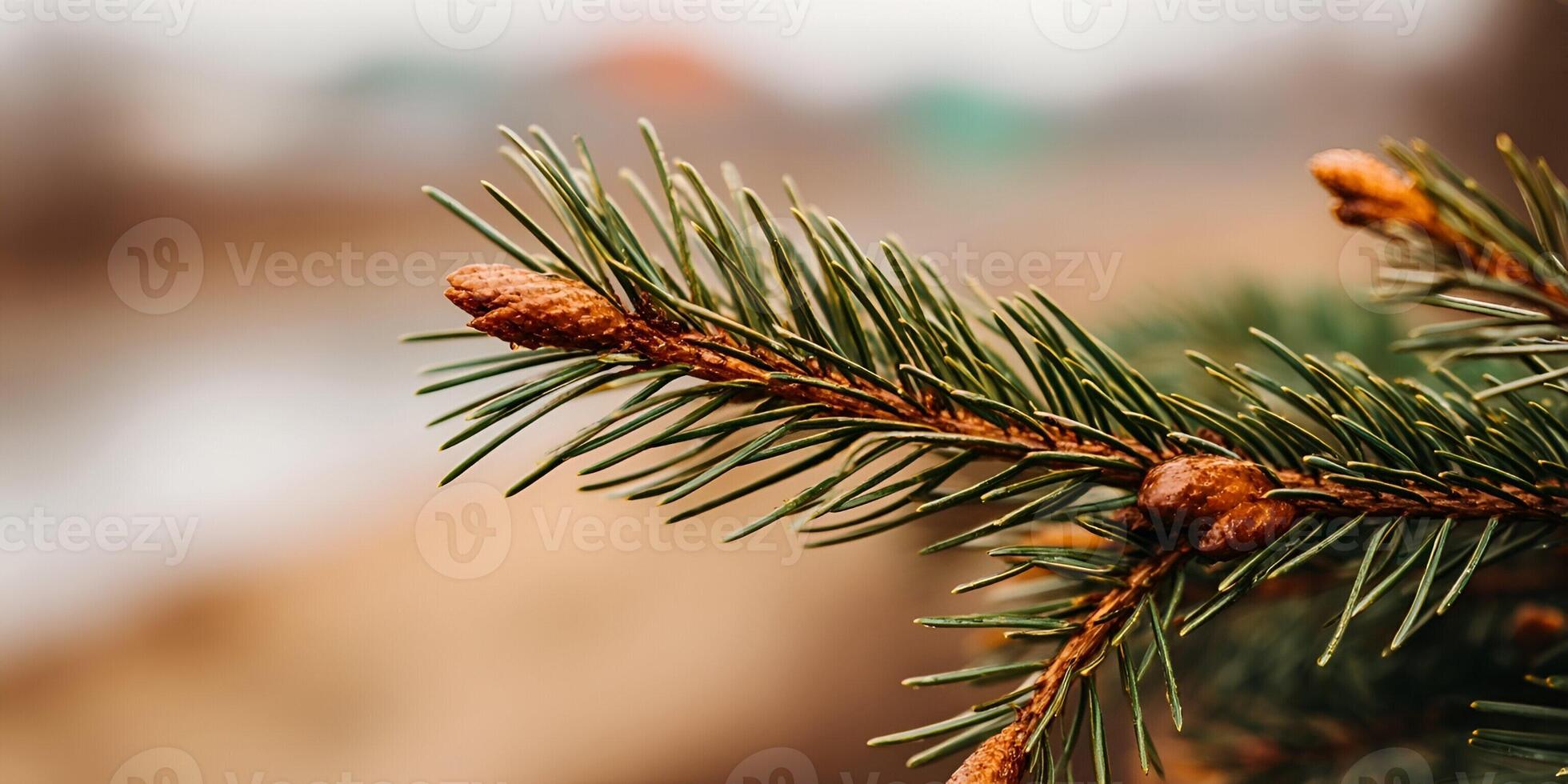 A close up shot features a lush green pine branch adorned with small brown buds against a soft blurred background photo