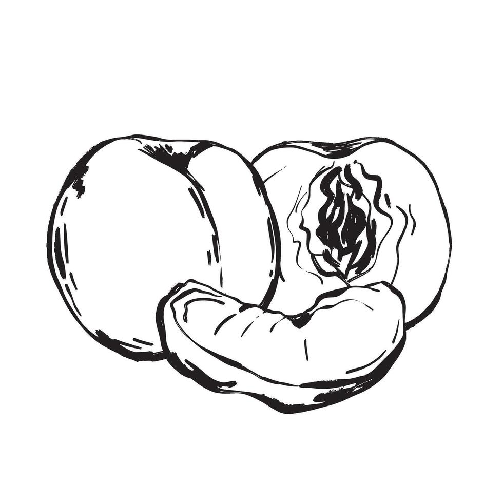 Ripe peach sketch with slice and pit for summer recipes vector