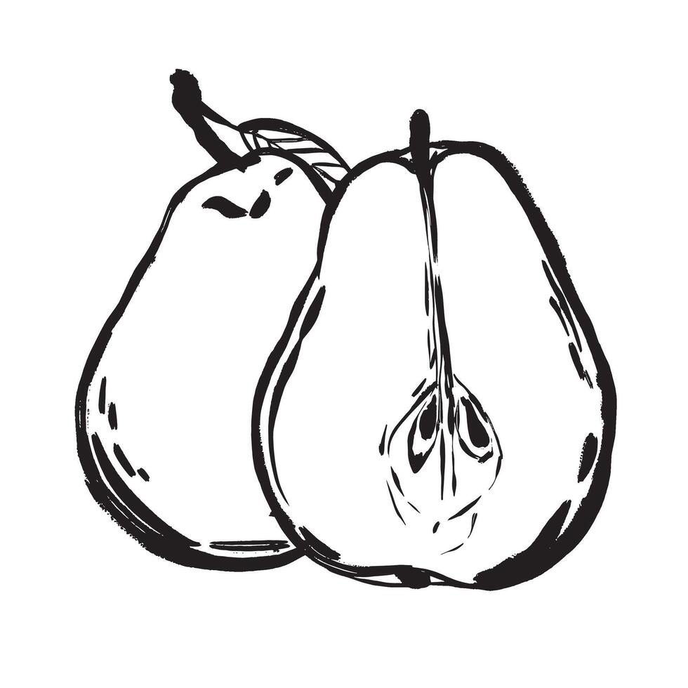Monochrome drawing showcasing surface patterns and seed hollows of pears vector