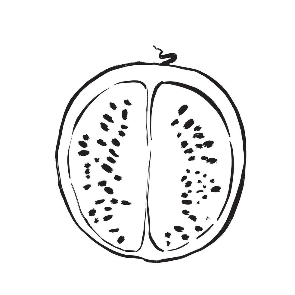 Textured botanical pomegranate seed outline for branding projects vector