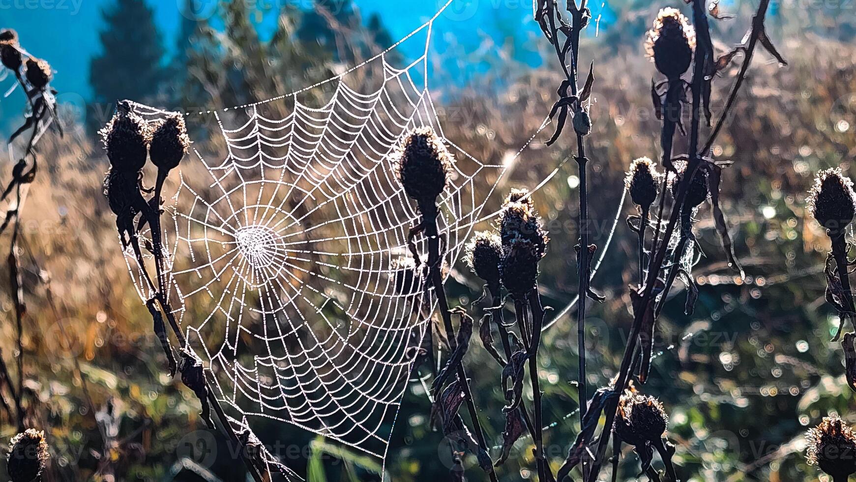 A spider web is in the middle of a field photo