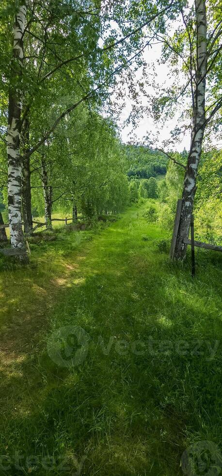 A path through a field with trees and grass photo