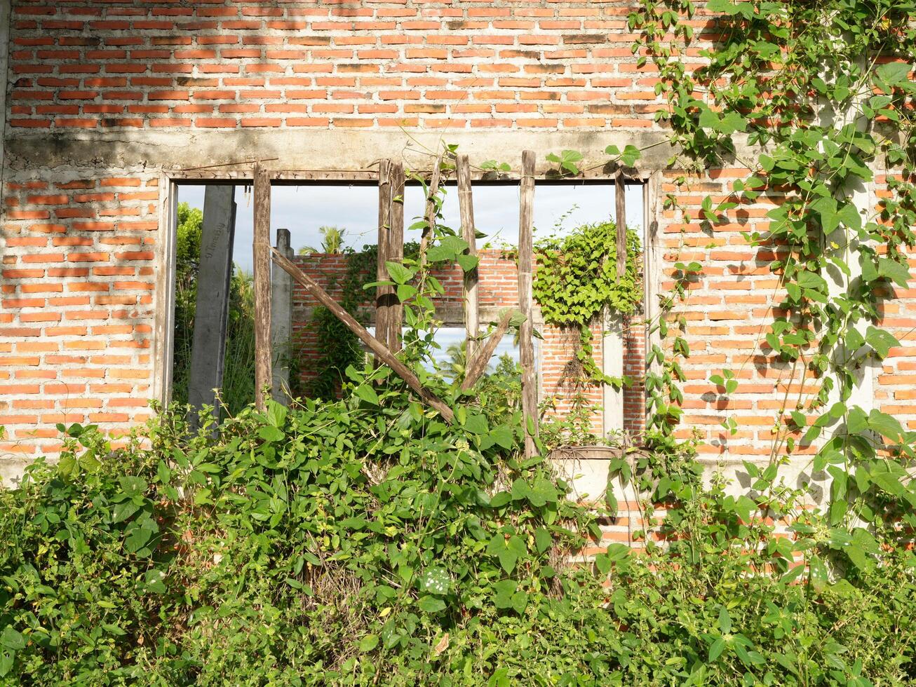 Abandoned building with brick wall, overgrown with green vines and plants, showcasing nature reclaiming space. broken window frames add sense of nostalgia and decay photo