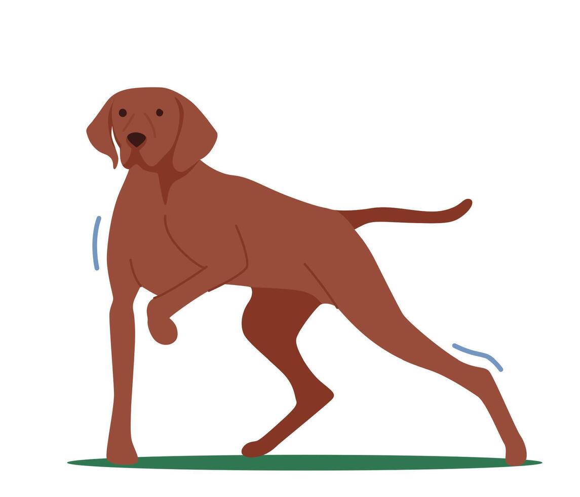 Hunter Dog Stand with Raised Paw Front View, Pointer with Brown Fur Hunting, Point on Prey, Smell Wild Animal in Forest vector