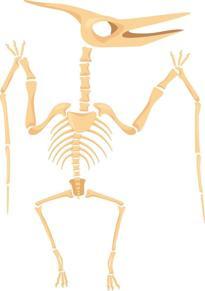 Pterodactyl skeleton illustration displaying ancient flying reptile bones vector