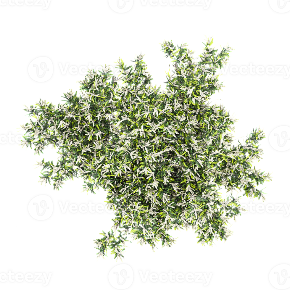 3d Rendering Of Flax-leaved paperbark tree on Transparent Canvas from the top view png