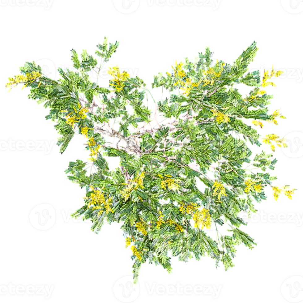 Isolated Leopard Tree on transparent canvas from top view png