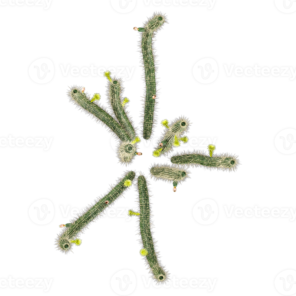 3d Rendering Of Bergerocactus-emoryi tree on Transparent Canvas from the top view png