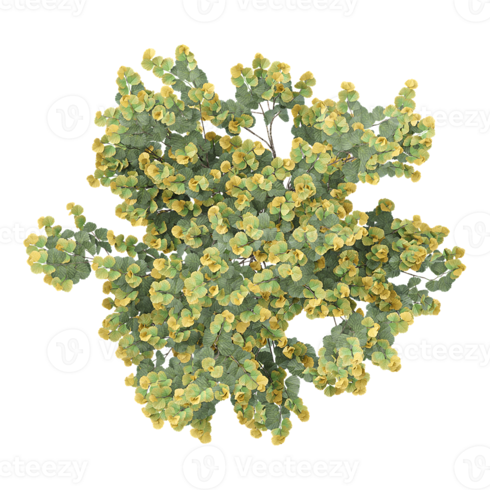 3D rendering of Hybrid witch hazel tree on transparent background from the top view png