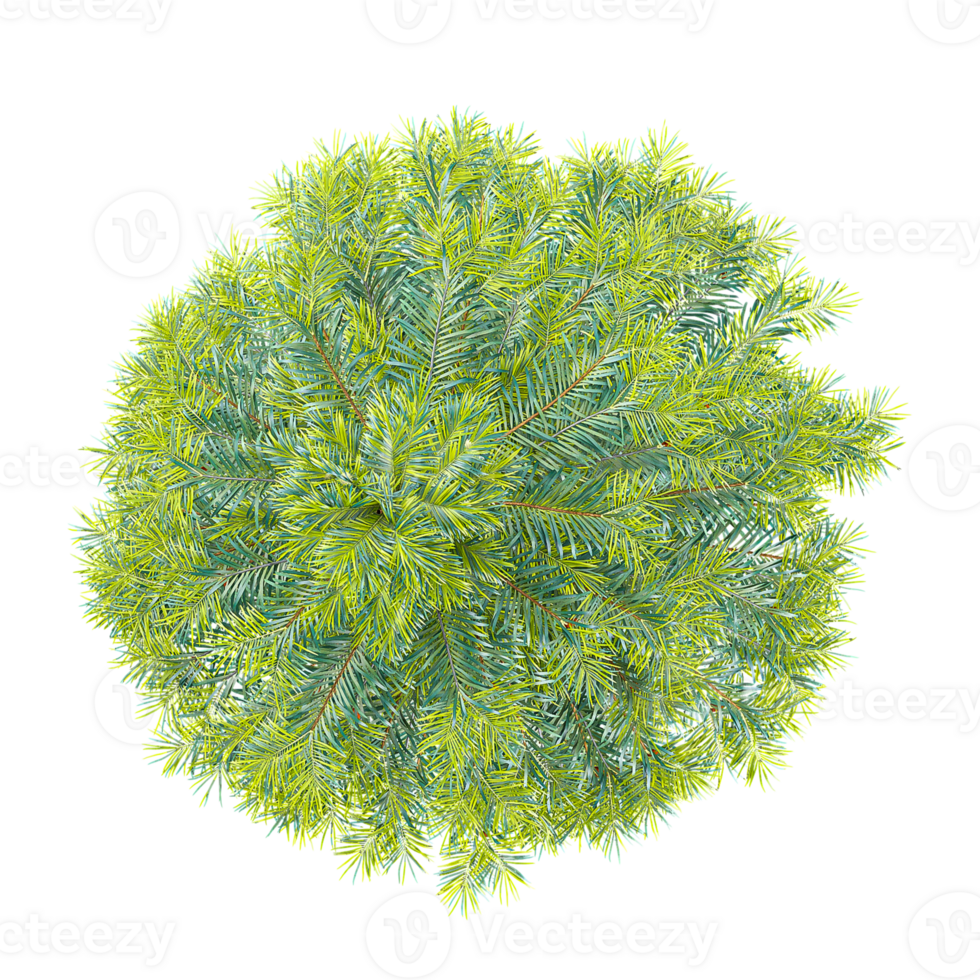 3D rendering of Wollemi pine tree on transparent background from the top view png