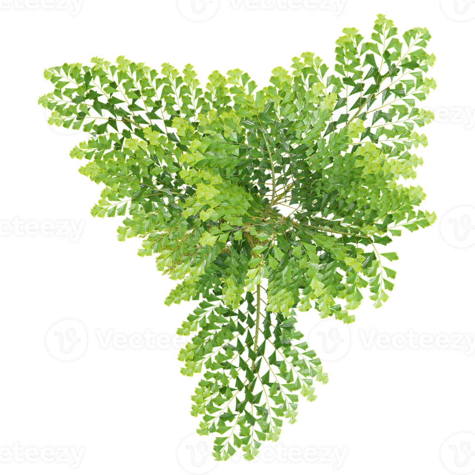 3d illustration of Clustering fishtail palm tree isolated on transparent background from top view png