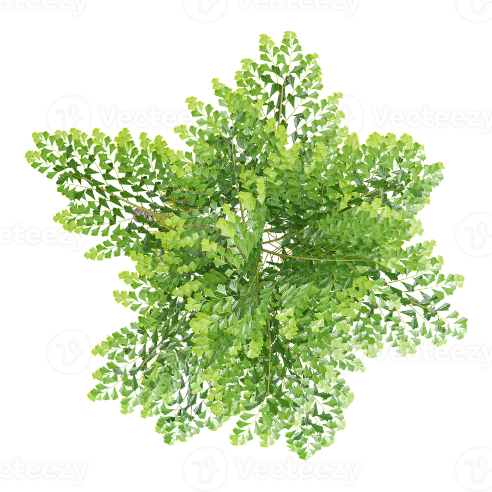 collection of Clustering fishtail palm tree with realistic style from top view png