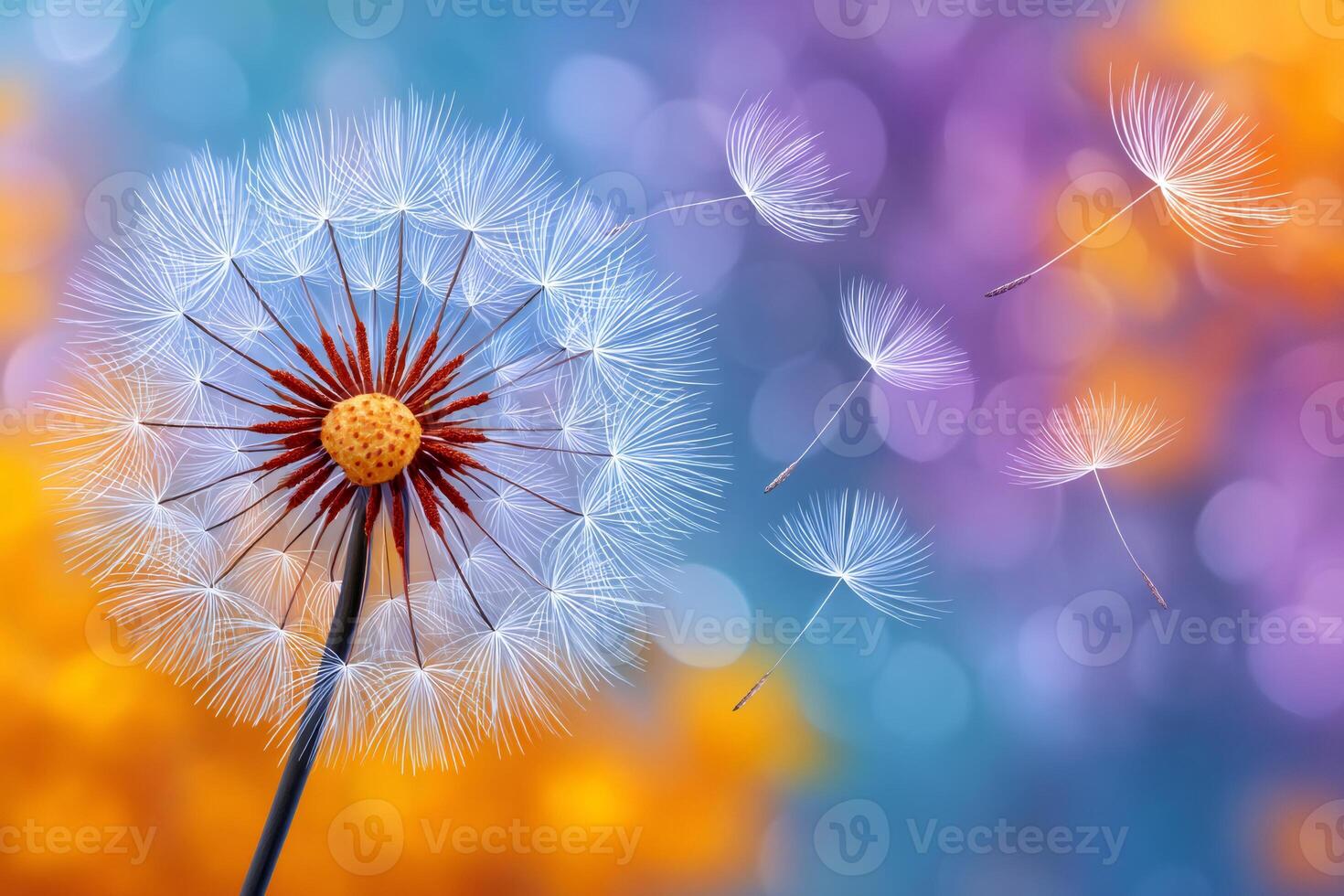Dandelion seeds blowing, floating with colorful bokeh background photo