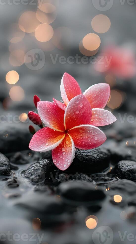 Beautiful pink flower rests on smooth stones, surrounded by soft bokeh lights that create serene atmosphere perfect for spa wellness and relaxation therapy photo