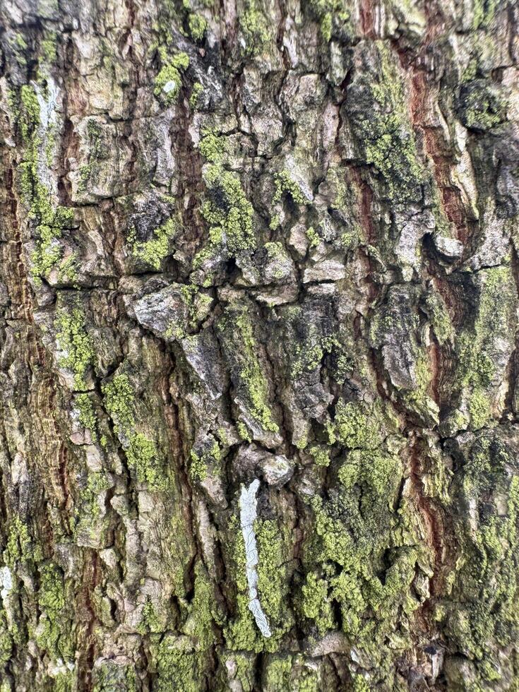 Detailed bark texture featuring lichen growth and the intriguing surface patterns of a mature tree photo