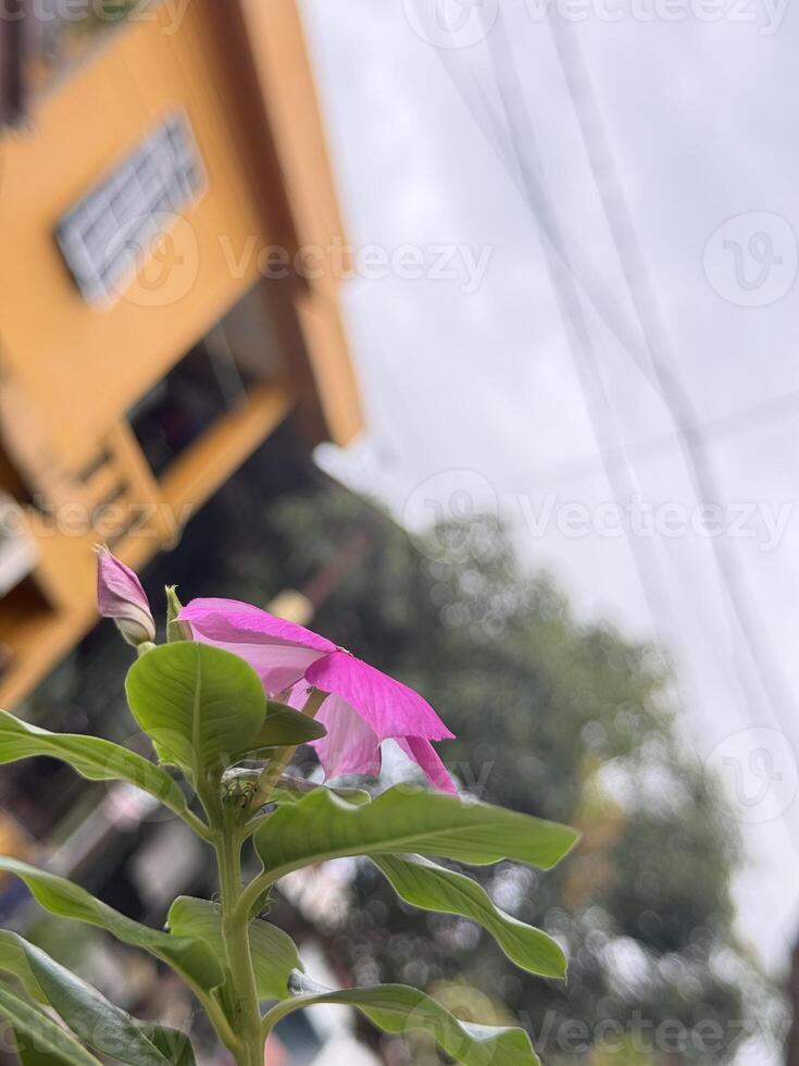 A magenta flower glows softly against a backdrop of muted colors and architectural shapes photo