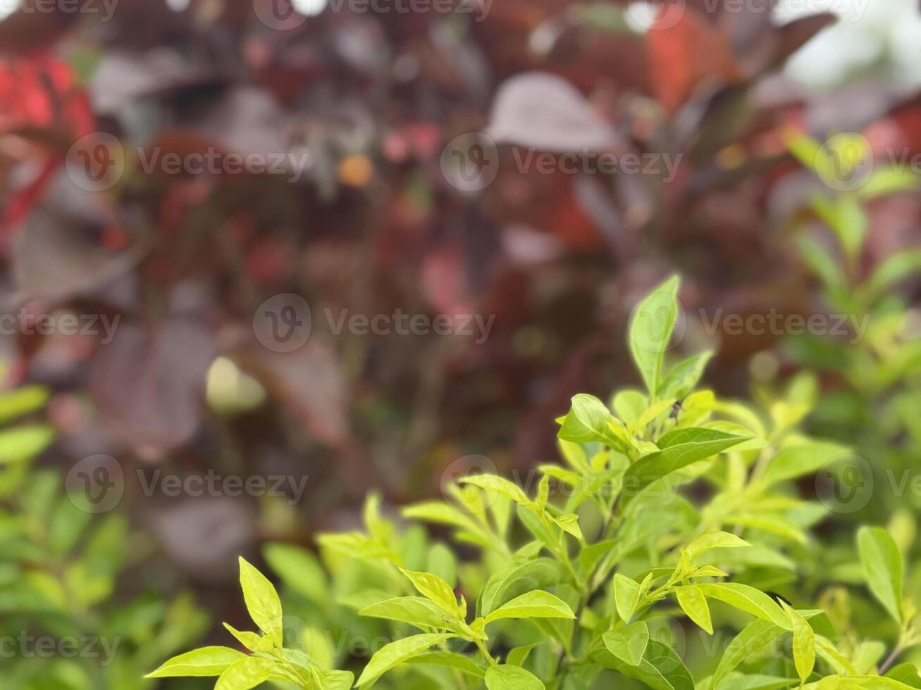 Verdant foreground contrasts with the blurred ruby foliage creating a striking visual contrast of photo