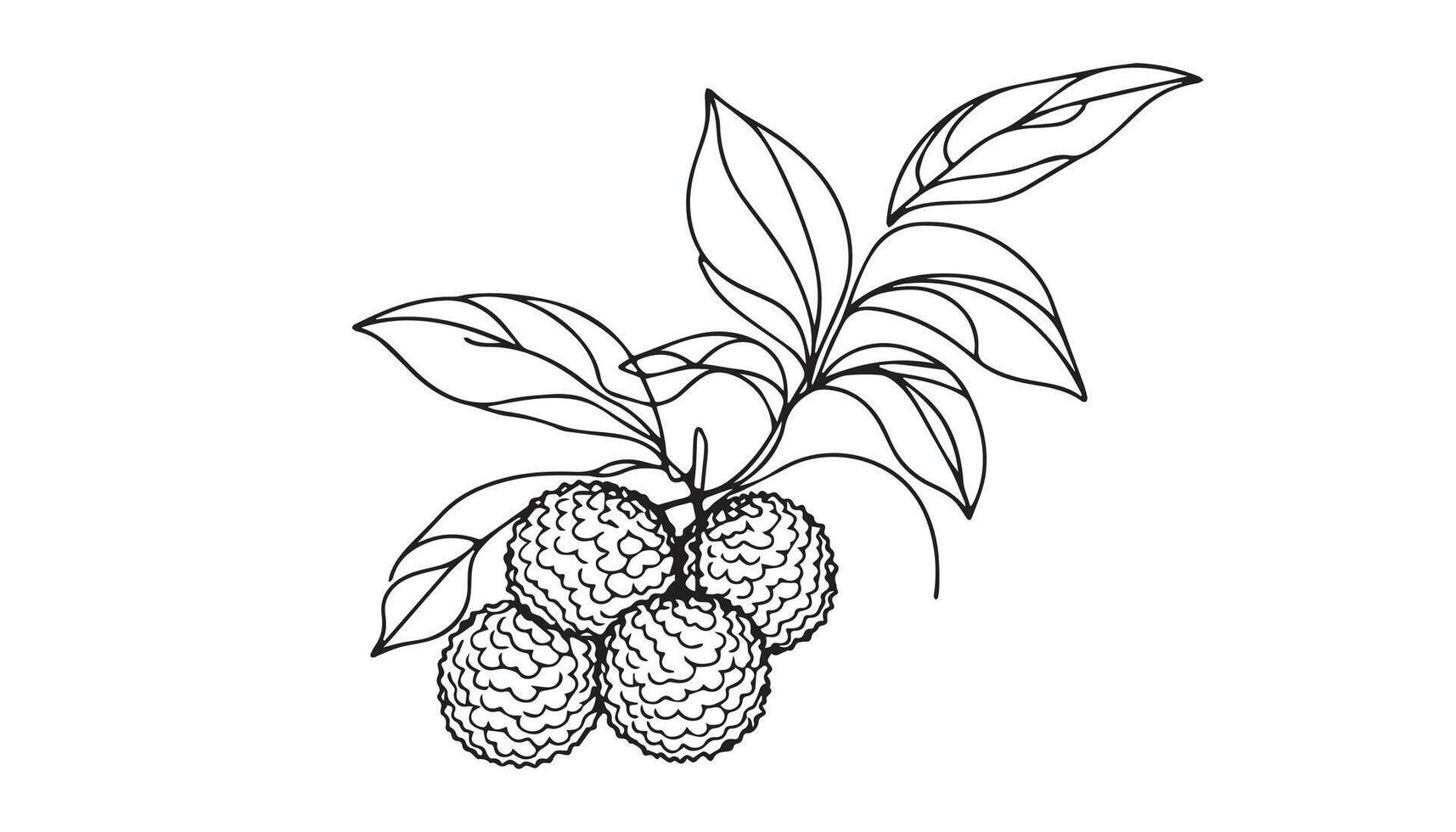 a continuous drawing of a lychee vector