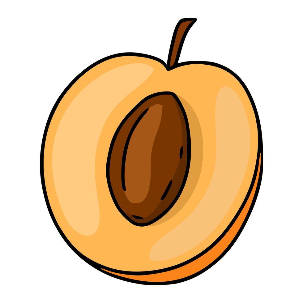 Stylized illustration of a halved apricot with a prominent pit, showcasing smooth gradients and bold outlines. vector