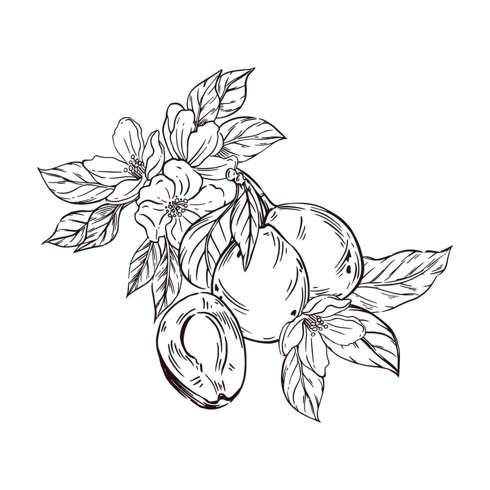 Plums and prunes with leaves and flowers of the tree, all objects are hand-drawn with ink and translated into . The illustration is perfect for printing on fabric, paper, utensils food packaging vector