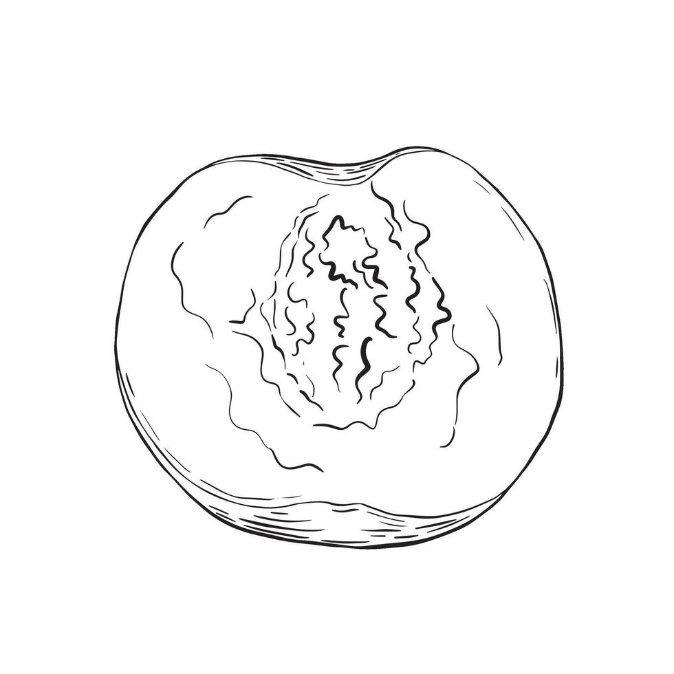 Soft textured peach halved with exposed seed cavity on plain background vector