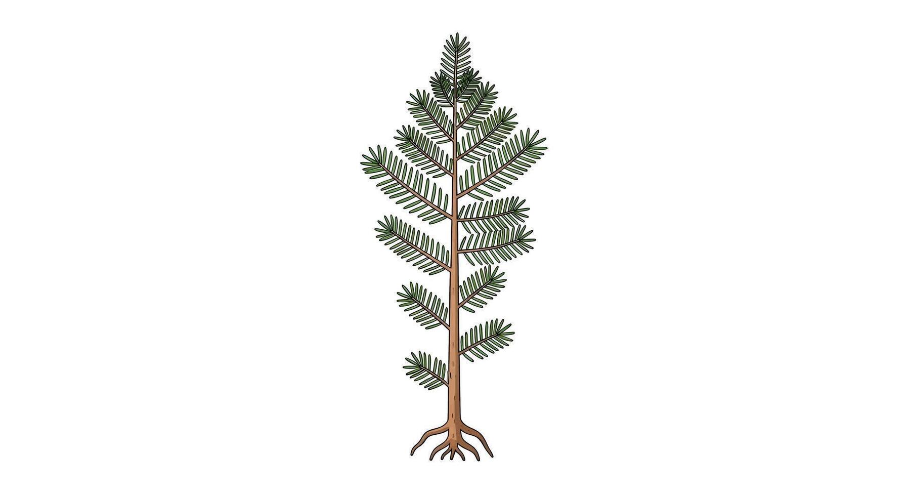 Stylized illustration of a coniferous tree with visible root system, isolated on a white background vector