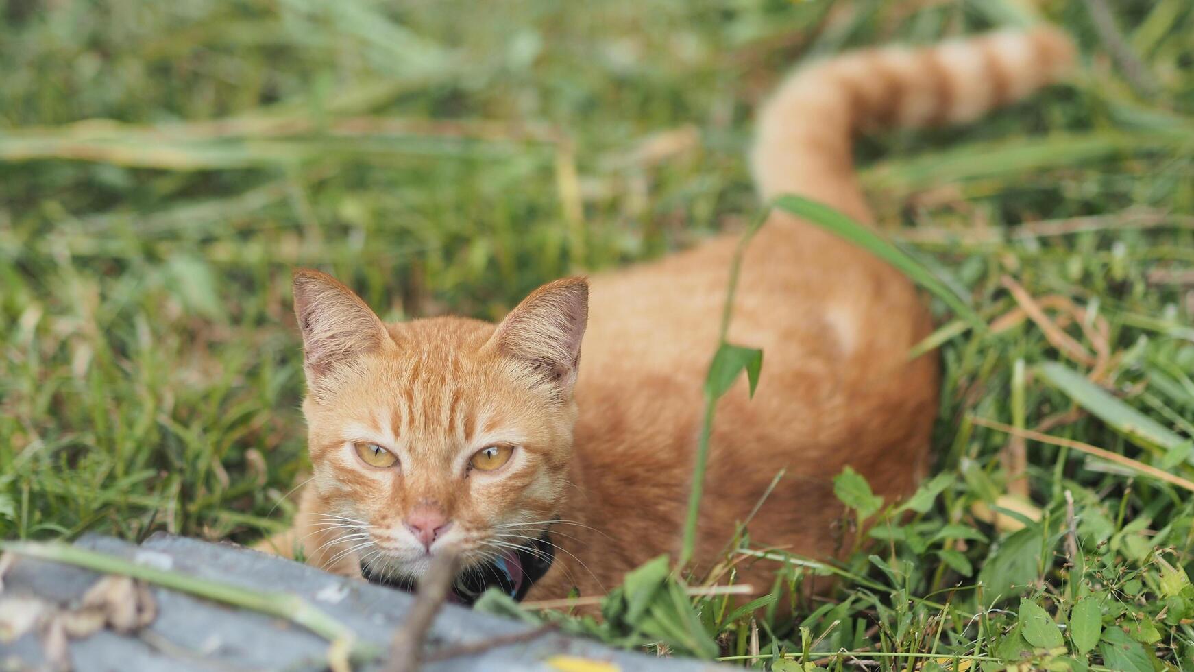 short-haired, orange tabby cat with yellow eyes lies low and looks directly at the camera from tall green grass and weeds. Its tail is visible and curled in the soft-focus background. photo