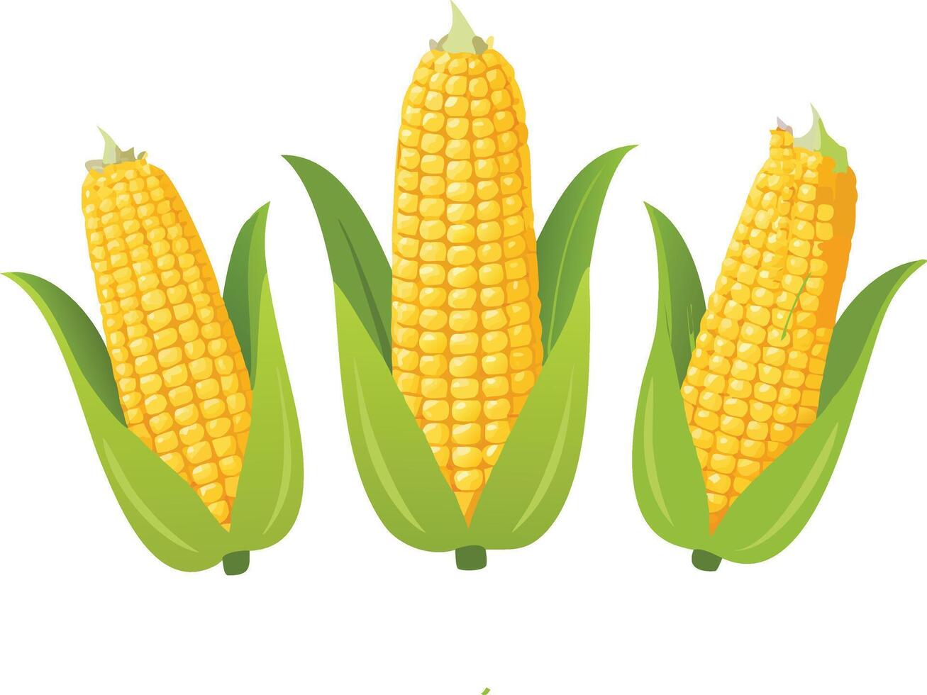 Three vibrant ears of corn with green husks and yellow kernels displayed high quality vector