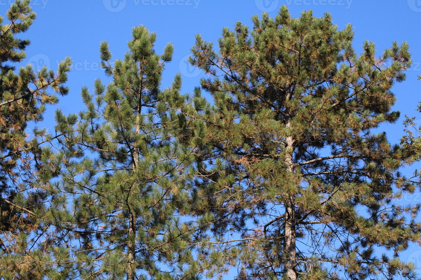 A large group of trees with a bird flying in the air photo