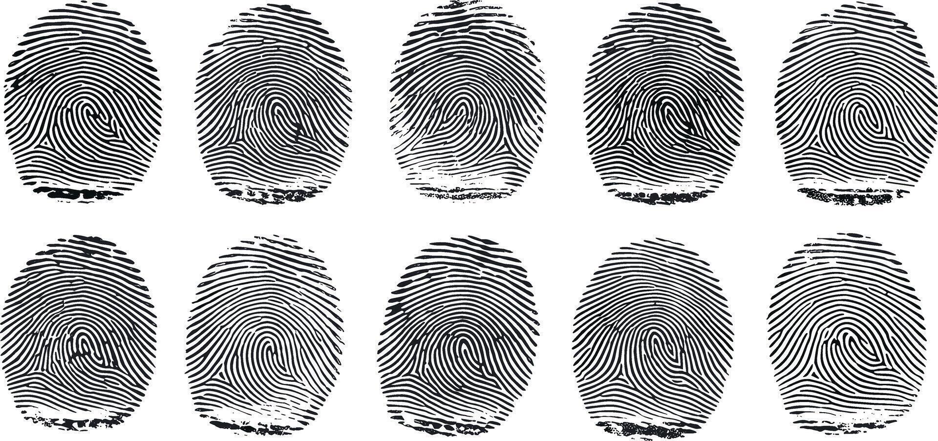 Array of distinct biometric fingerprints showcasing unique human identification patterns for security and digital access vector