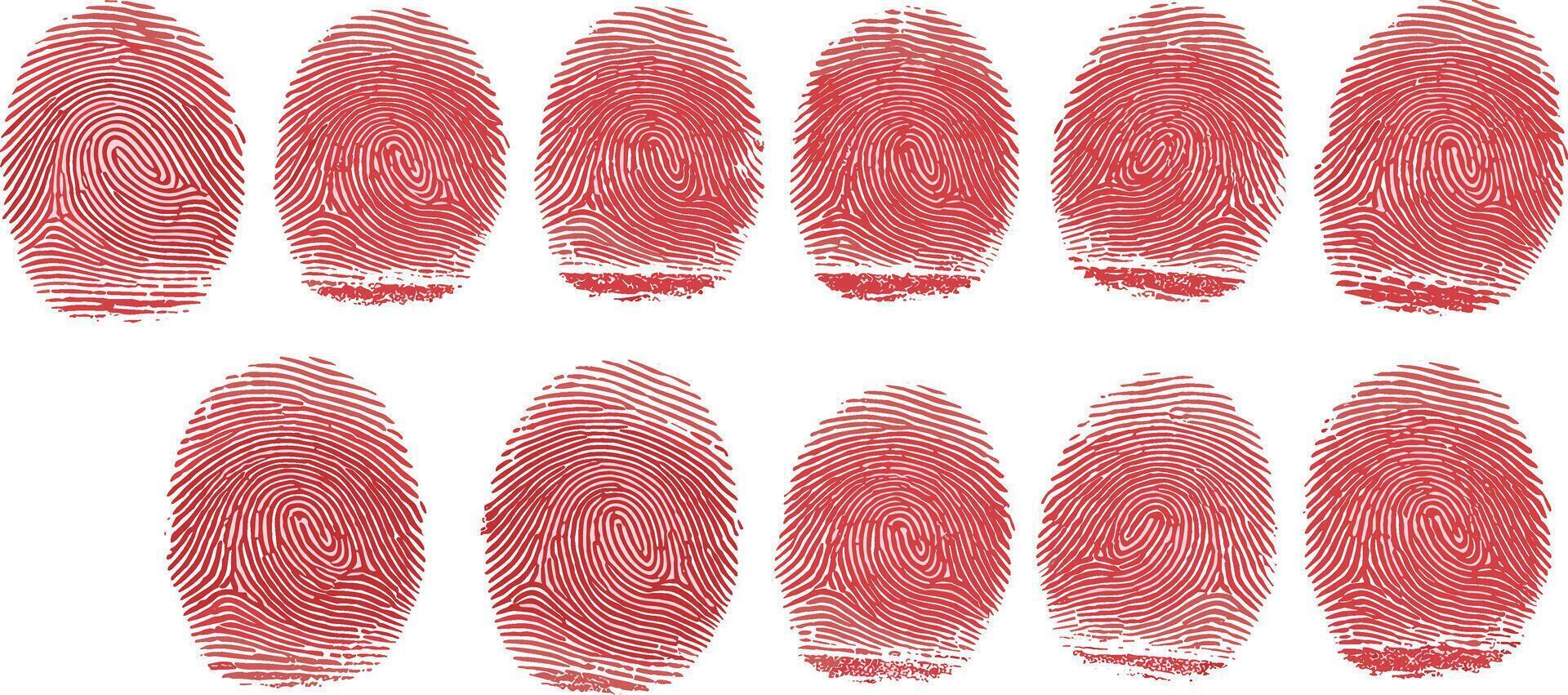 Fingerprint Analysis A Detailed Look at Fingerprint Patterns and Identification vector