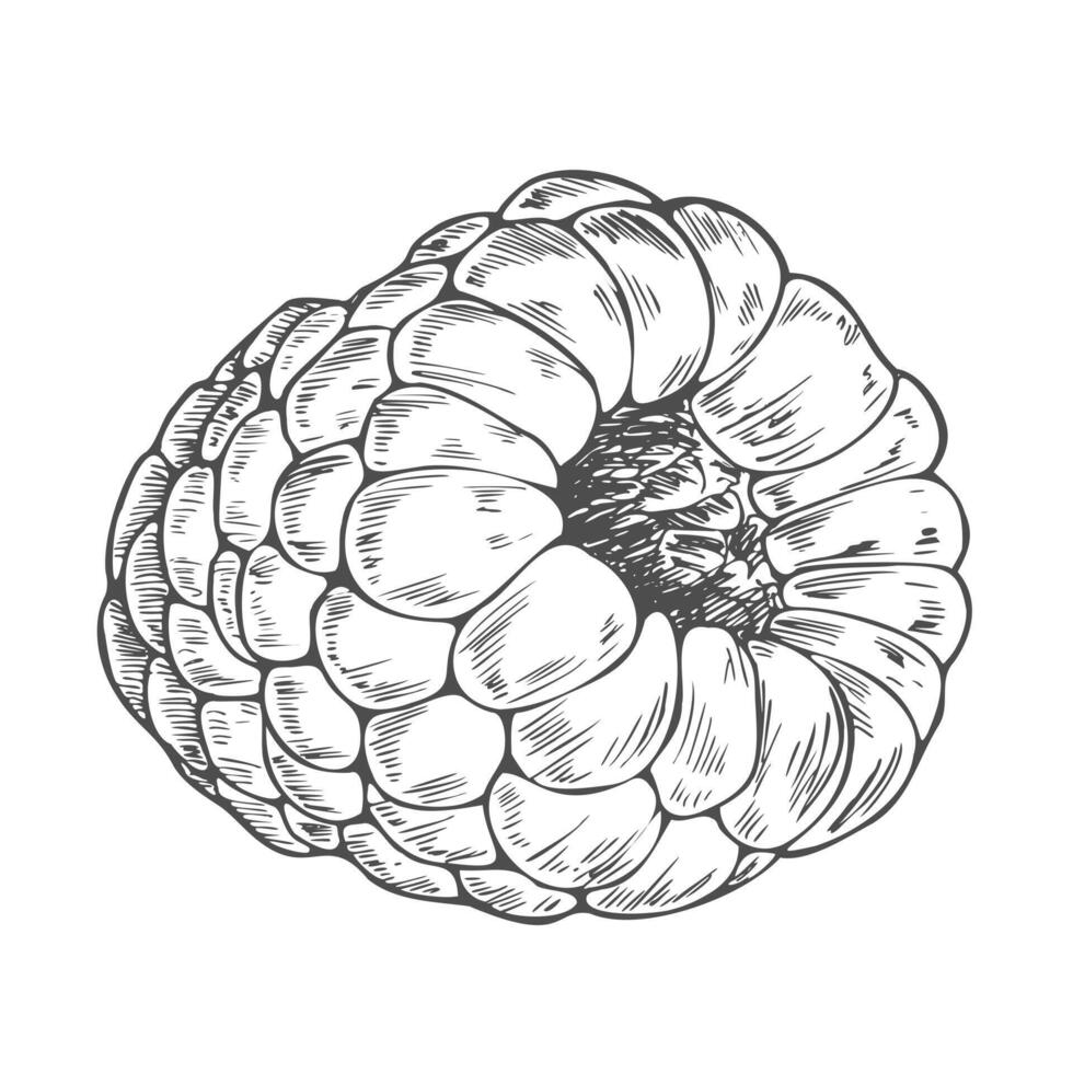Raspberry. Isolated ink sketch. Hand drawn illustration. Package, print, pattern vector