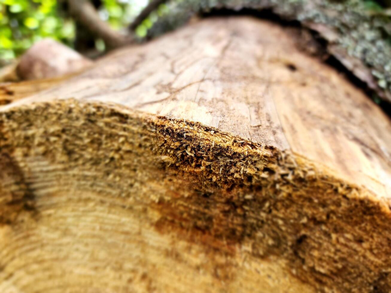 A close up of a tree trunk with a tree in the background photo