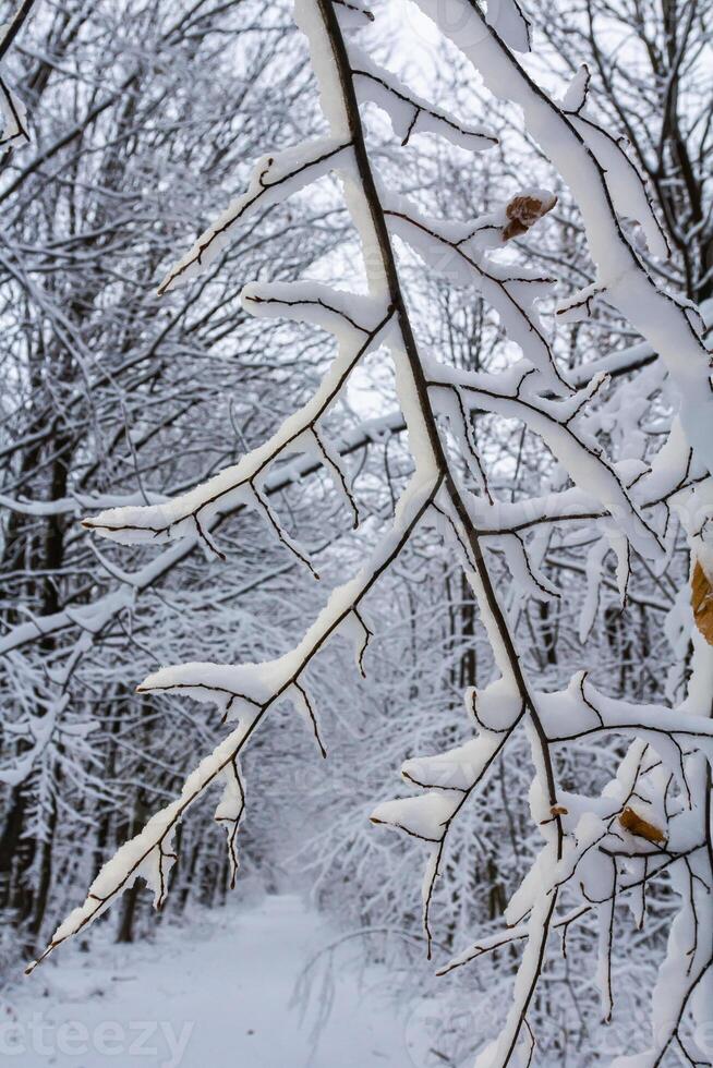 Snow-covered branches frame a serene winter path surrounded by trees in a tranquil forest setting during the snowy season photo