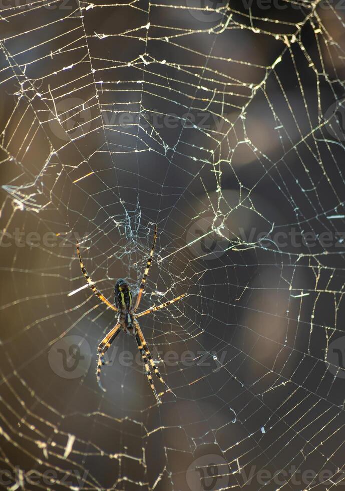 Background of the threads of a spider web with dew drops. Web macro. Abstract natural background in the sunlight photo