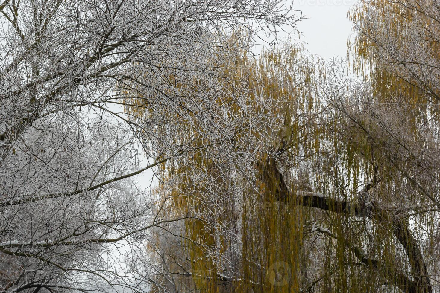 Weeping willow bombarded with ice fog. Frost on tree branches in frosty weather photo