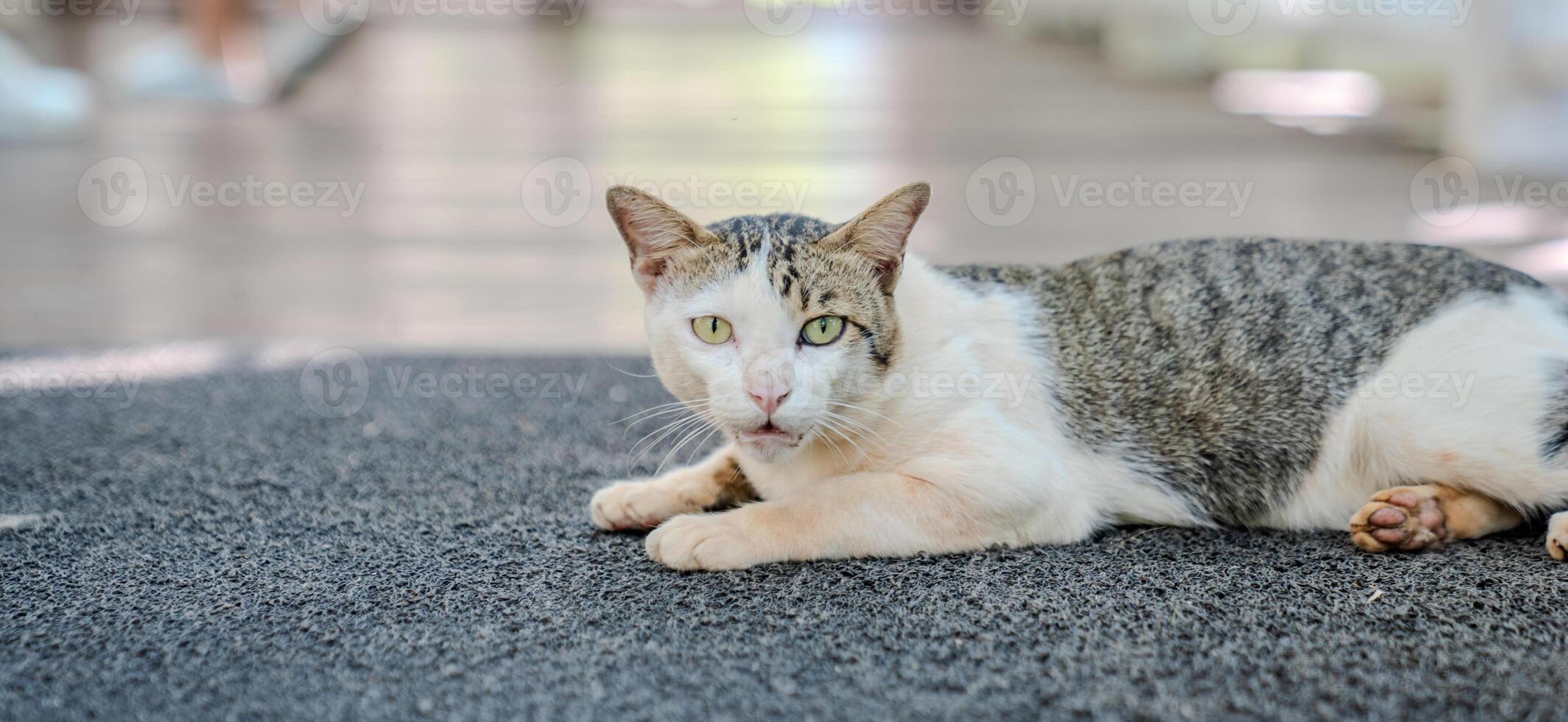 A short haired cat lies on a dark floor mat with its body stretched across the textured surface, while the background shows a walkway with soft light and blurred shapes.a photo