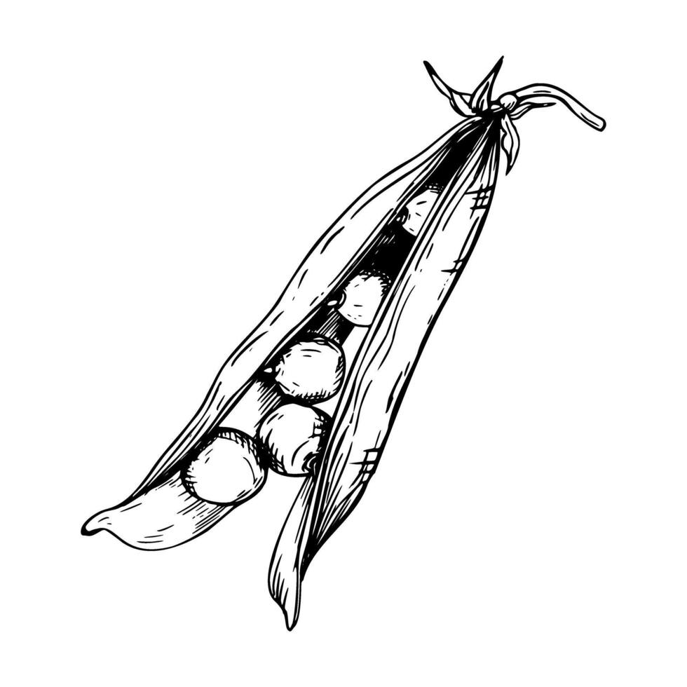 A hand drawn illustration of an open pea pod containing several round peas inside. The botanical illustration. Painted by black inks. Sketch with fine lines isolated on white. vector