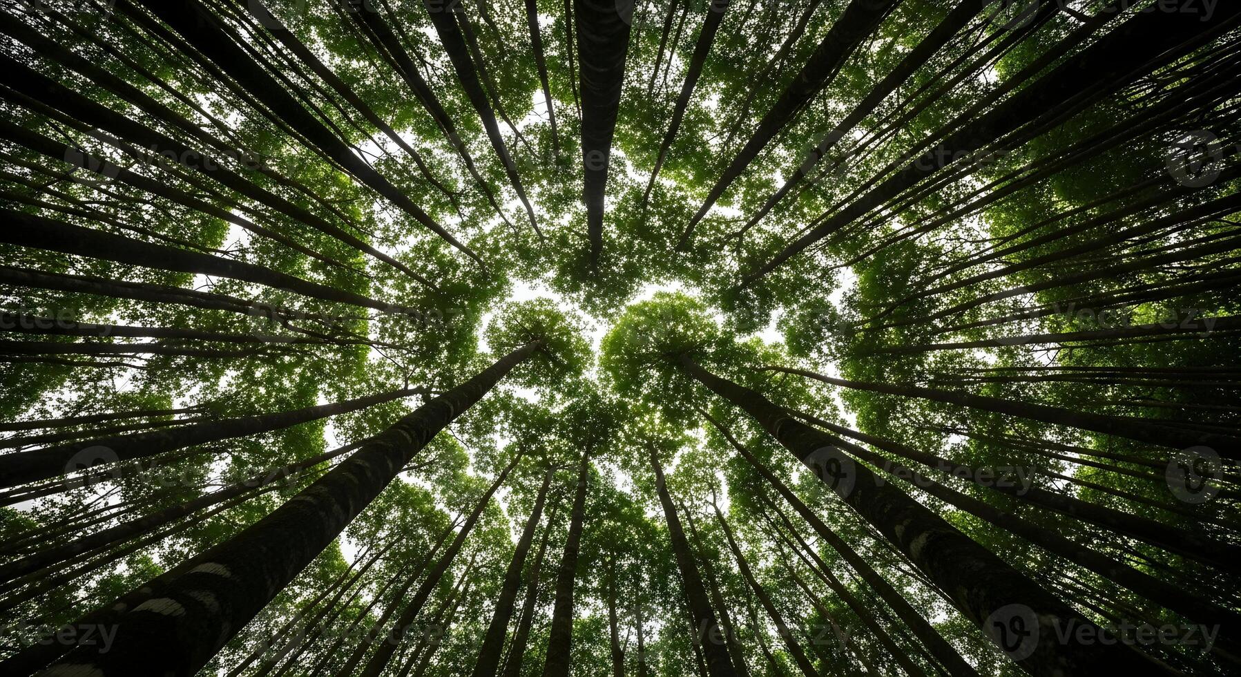Looking up through the canopy of tall, green trees in a dense forest, creating a natural ceiling of branches against the sky photo