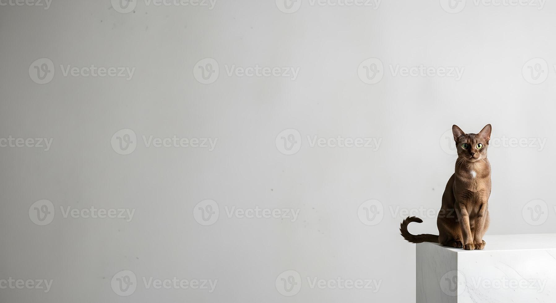 Elegant Abyssinian Cat Sitting on White Pedestal with Minimalist Background for Pet Product Photography photo
