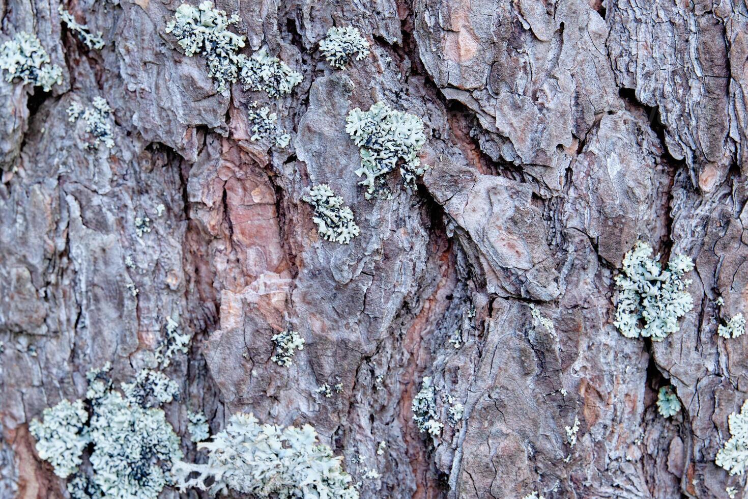 A fragment of the bark of a tree with selective focus Background and texture photo