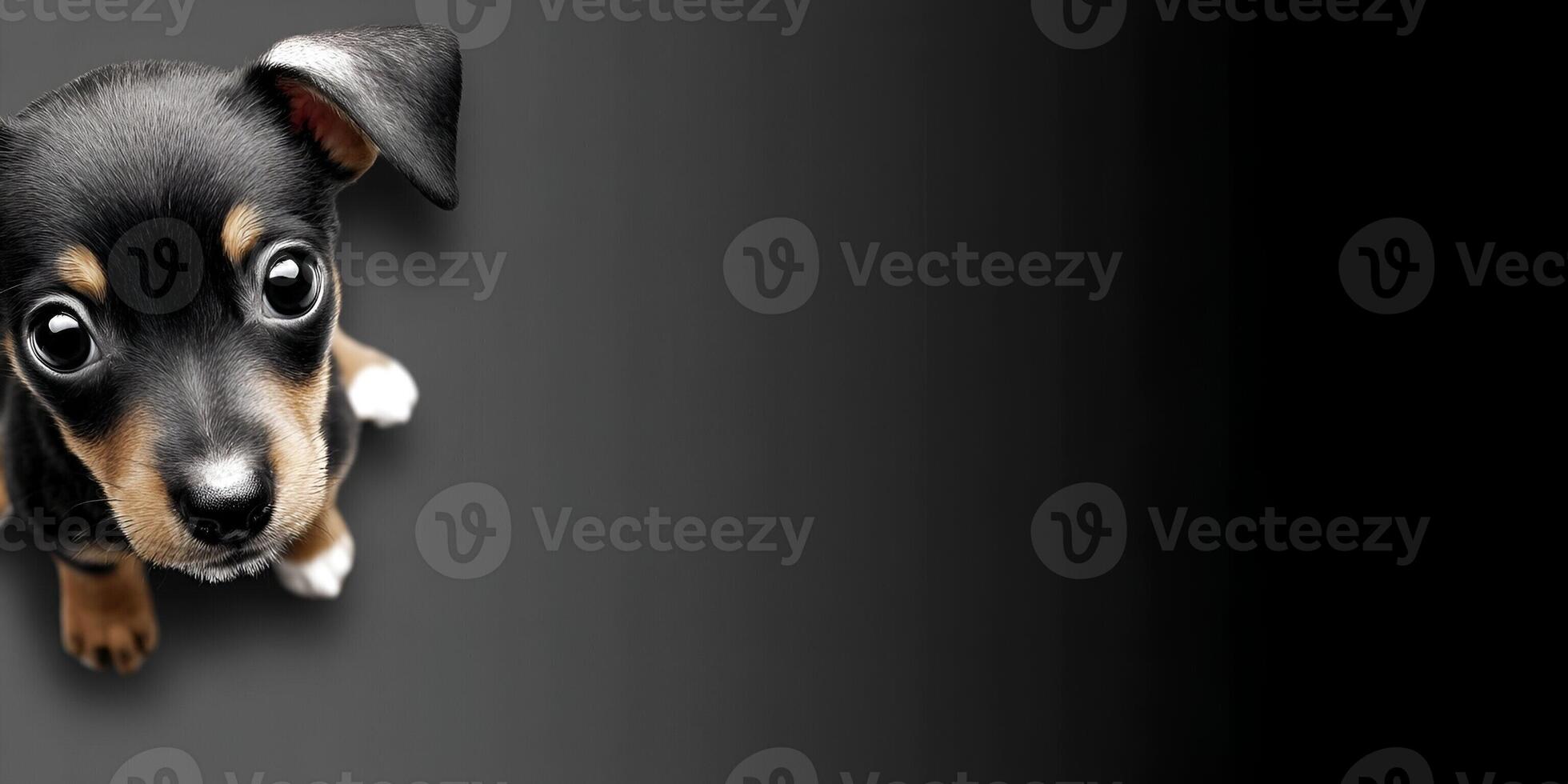 An adorable small black and tan puppy with wide curious eyes looks up directly at the viewer on a dark gray background with ample copy space photo