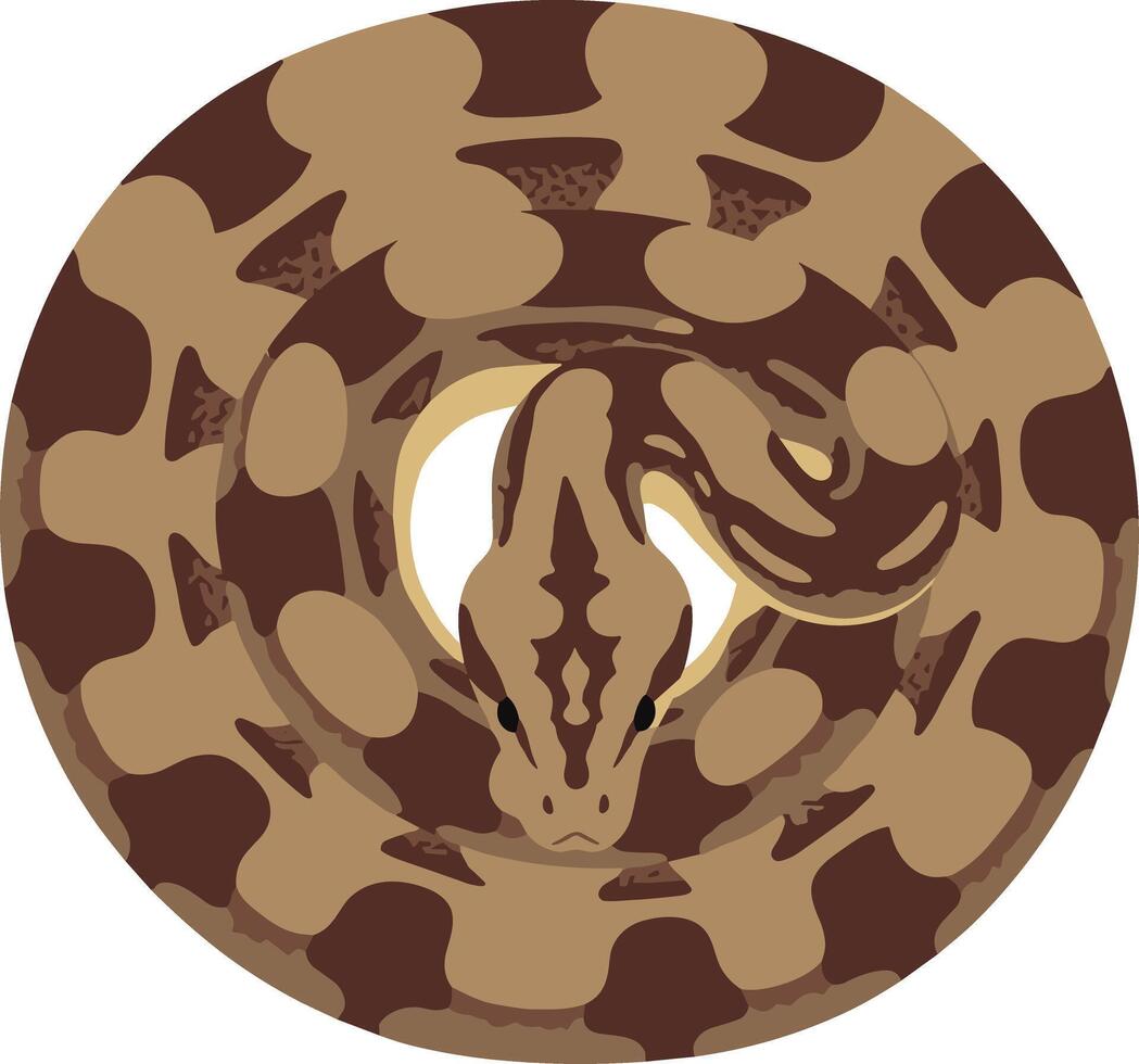 Coiled brown patterned snake illustration from a top-down view. vector