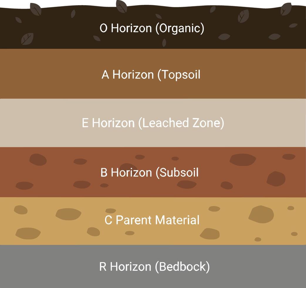 Soil Profile Diagram Showing O A E B C and R Horizons. vector