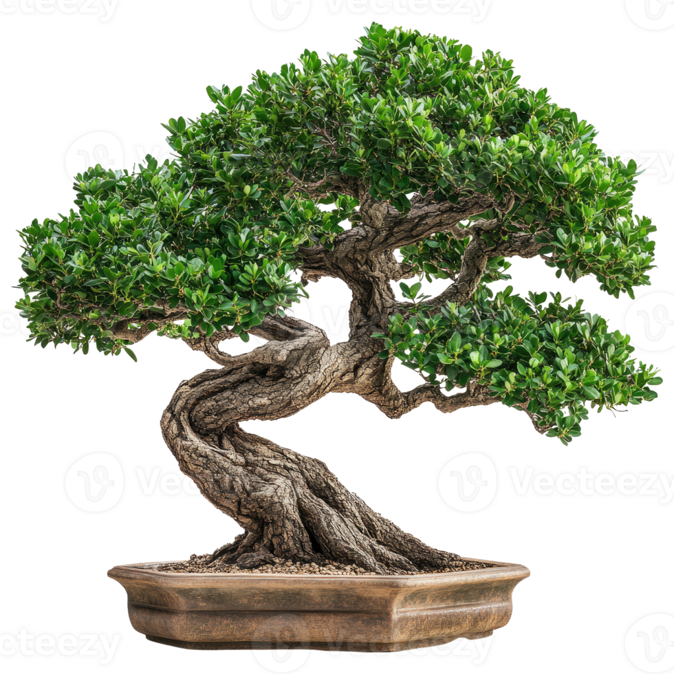 requintado bonsai árvore exibindo intrincado torção galhos e exuberante verde folhagem dentro natural luz png