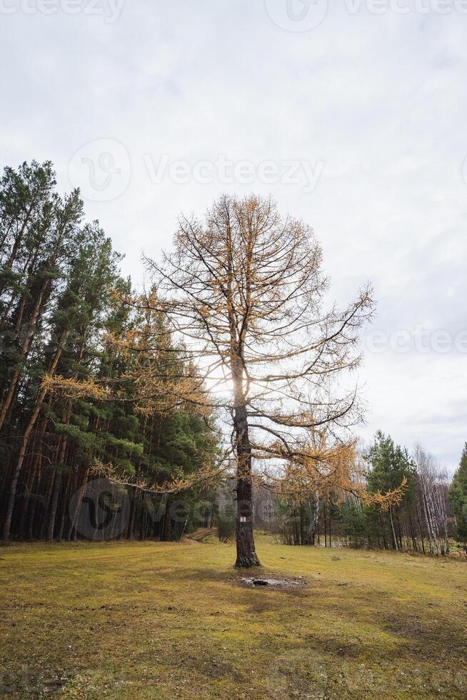 Solitary tree against muted sky backdrop, Tree standing alone with rugged trunk and leafless branches, Standout solitary tree contrasting with surrounding greenery and subtle horizon line photo